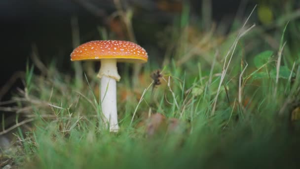 Tiro Close Cogumelo Agárico Mosca Vegetação Rasteira Floresta Movimento Lento — Vídeo de Stock