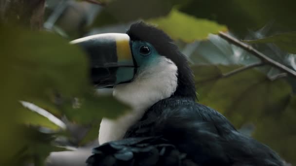 Channel Billed Toucan Sitting Tree Branch Green Leaves Southern Brazil — Stockvideo