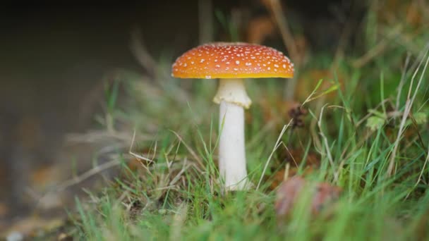 Close Shot Red Speckled Mushroom Slow Motion Pan Follow — Stok Video