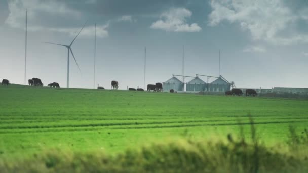 Cattle Farm Rural Denmark Wind Turbines Green Field Farm Slow — Vídeo de Stock