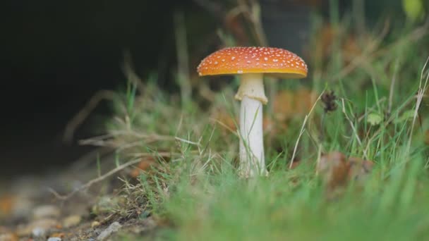 Gros Plan Champignon Moucheté Rouge Sur Sol Forestier Ralenti Panoramique — Video