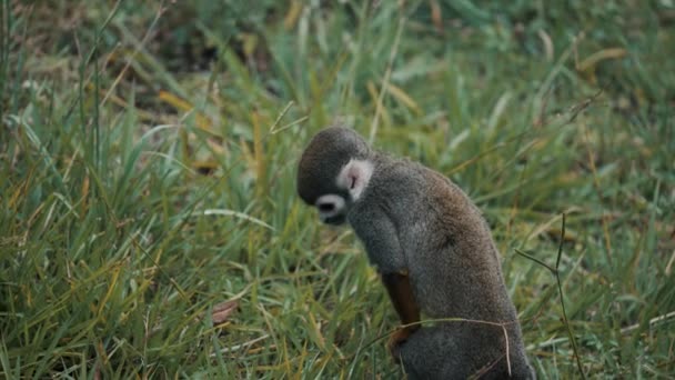 Rear View Tiny Portrait Humboldt Squirrel Monkey Amongst Green Grass — Stock video