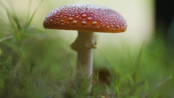 Een Close Van Agaric Mushroom Bosbodem Bladeren Gras Kleine Struiken — Stockvideo