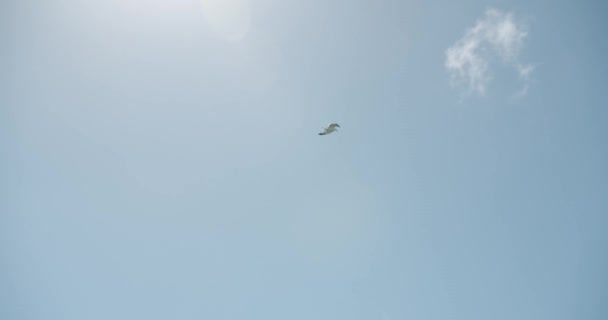 Two Wild Seagulls Iare Flying Owr Head Beautiful Clear Sky — Video