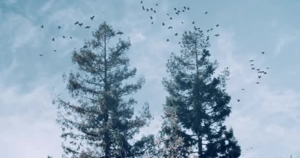 Wide Shot Two Tress Flock Computer Generated Crows Scatter Fly — Stock videók