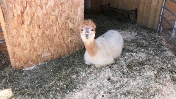 Lama Farm Llama Lying Straw Yawning Sunny Windy Summer Day — Stockvideo