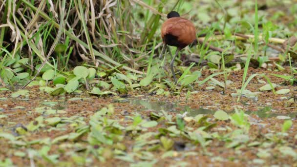 Θερμαινόμενο Πουλί Jacana Που Αναζητά Τροφή Πλωτή Βλάστηση Υγρότοπων — Αρχείο Βίντεο