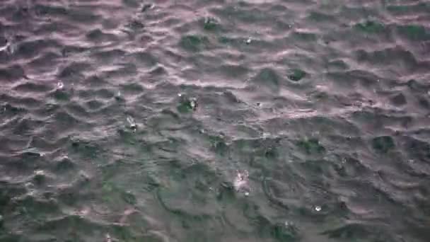 Raindrops Falling Water Surface Forming Ripples Static — Vídeos de Stock