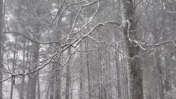Winter Snow Falling Sticking Trees — 비디오