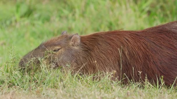 Cerca Capybara Adulto Hydrochoerus Hydrochaeris Comer Hierba Tranquilamente Suelo — Vídeo de stock