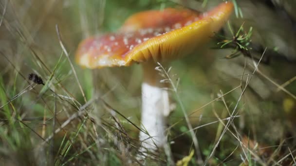 在森林地面上拍摄了一张红冠斑点蘑菇的特写照片 凋零的树叶 青草和地面上微小的灌木 慢动作 随波逐流 — 图库视频影像