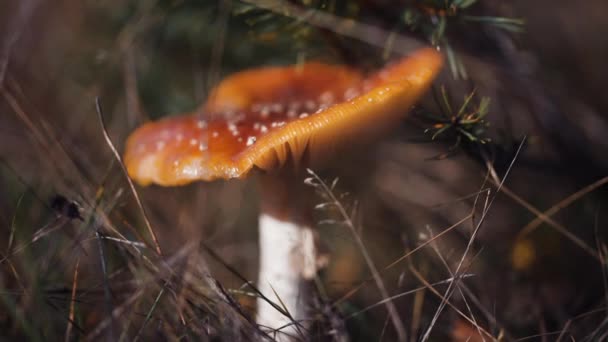 Close Shot Red Capped Mushroom Forest Floor Decaying Leaves Grass — Vídeo de Stock