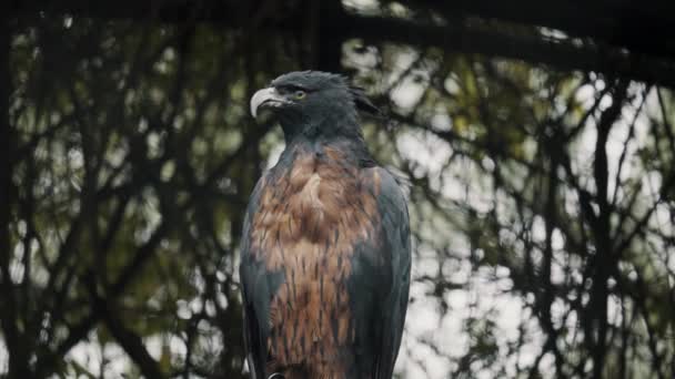 Meddela Black Chestnut Eagle Som Ser Sig Omkring Regnskogen Sydamerika — Stockvideo
