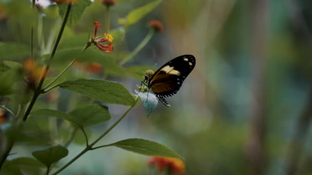 Mariposa Marrón Encaramada Una Flor Cerca — Vídeo de stock