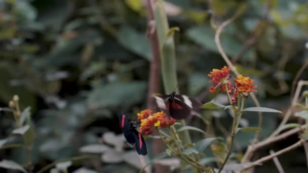 Πολύχρωμες Πεταλούδες Πετούν Και Προσγειώνονται Τροπικά Λουλούδια Μέρα Φορητός — Αρχείο Βίντεο