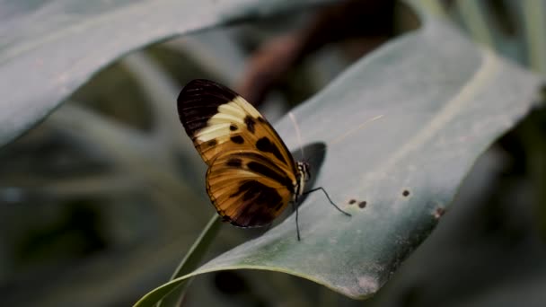 Primer Plano Una Mariposa Marrón Posándose Planta — Vídeo de stock