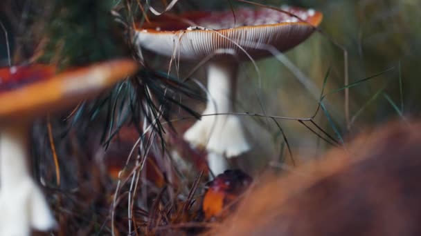 Close Shot Fly Agaric Mushrooms Forest Floor Decaying Leaves Old — Stockvideo