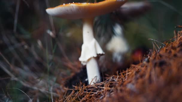 Primer Plano Seta Agárica Mosca Suelo Del Bosque Las Hojas — Vídeos de Stock