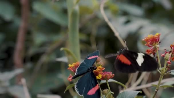 Postman Butterflies Natural Habitat Close — Video Stock