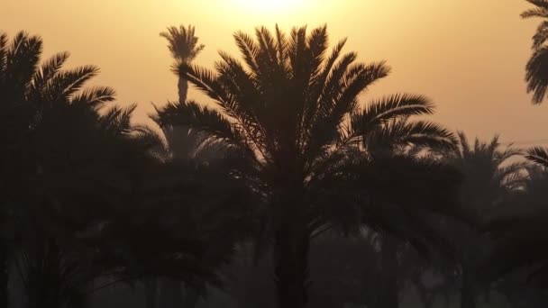 Εναέρια Λήψη Του Φοίνικα Ηλιοβασίλεμα Στο Παρασκήνιο Καλοκαίρι Φόντο Καρύδες — Αρχείο Βίντεο