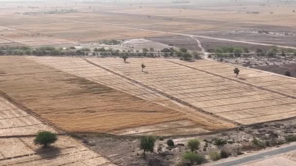 巴基斯坦旁遮普省麦田的空中拍摄 麦田成熟的黄色小麦背景 空中俯瞰 — 图库视频影像
