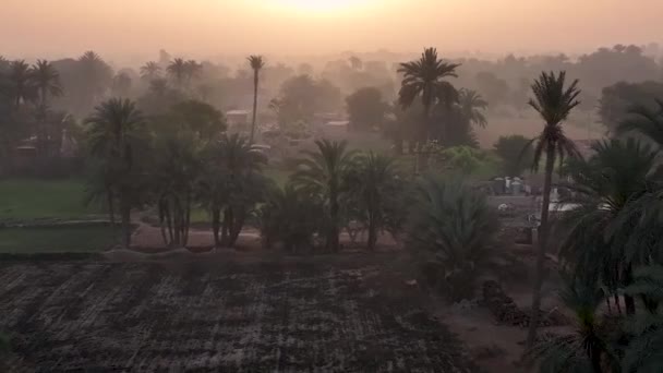 Zdjęcie Lotnicze Domów Drzew Zielonym Polem Podczas Zachodu Słońca Pendżabie — Wideo stockowe