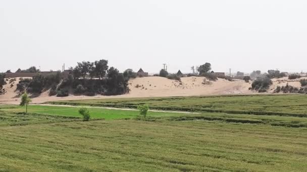 Aerial Shot Green Field Village Punjab Pakistan Campo Cultivo Arroz — Vídeo de stock