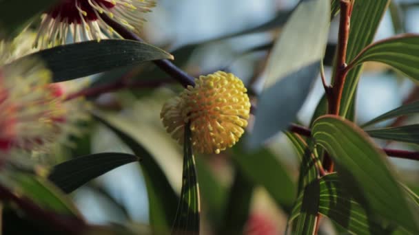 Hakea Laurina Plant Yellow Flower Bud Medium Shot Sunny Daytime — Stock Video