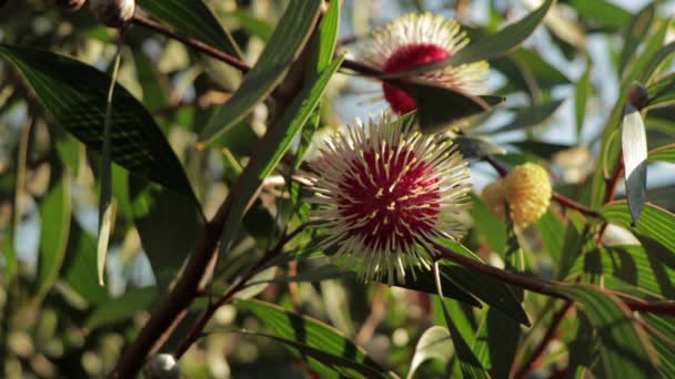 Hakea Laurina Pin Cushion Plants Medium Shot Tagsüber Sonniger Maffra — Stockvideo