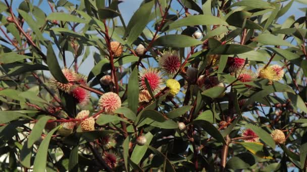 Hakea Laurina Pin Cushion Plant Tree Wide Shot Ensolarado Maffra — Vídeo de Stock