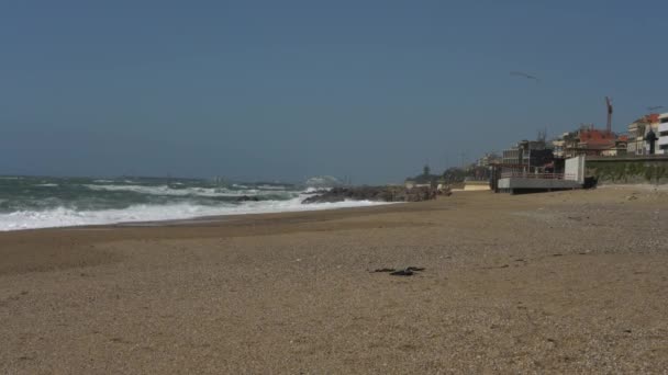 海鸥飞行 普拉亚多雷诺海滩 葡萄牙波尔图 海浪冲刷在沙滩上 — 图库视频影像