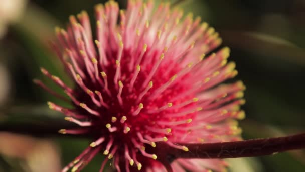 Poduszka Hakea Laurina Pin Plant Close Focus Pull Sunny Daytime — Wideo stockowe