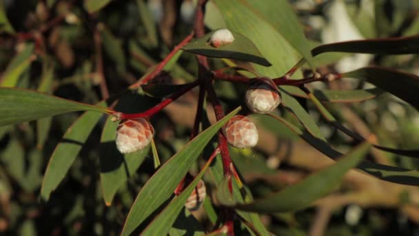 Hakea Laurina Plant Buds Medium Shot Sunny Daytime Maffra Victoria — Vídeo de Stock