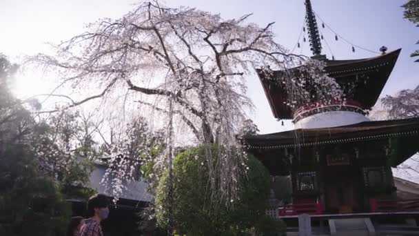 Sunset Weeping Cherry Sakura Temple Yoshino Mountain Temple — ストック動画