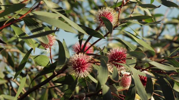 Hakea Laurina Pin Cushion Plant Moving Wind Wide Shot Sunny — ストック動画