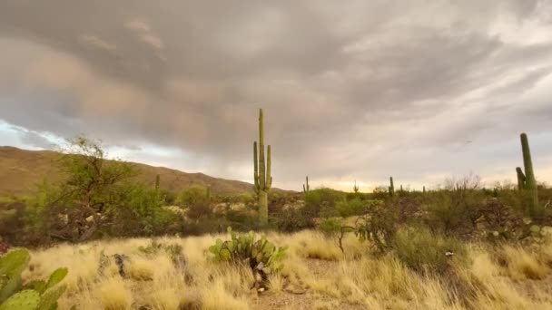 Tempête Mousson Intense Avec Éclair Sur Parc National Saguaro Tucson — Video