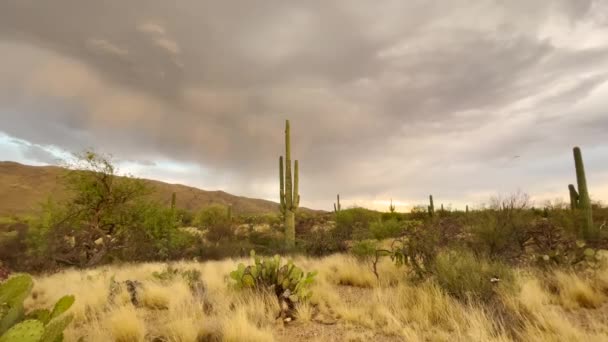 Tucson Arizona Daki Saguaro Ulusal Parkı Üzerinde Yıldırımlı Şiddetli Muson — Stok video