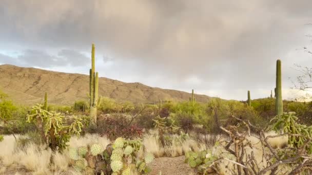 Rayo Montaña Detrás Los Saguaros Tucson Arizona Disparo Mano — Vídeos de Stock