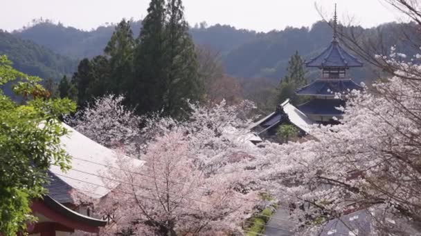 Yoshino Mountain Town Primavera Sakura Floreciendo Sobre Los Templos Tarde — Vídeo de stock