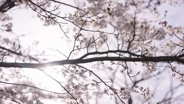 Lumière Soleil Brille Travers Les Feuilles Sakura Fleurs Printemps Japon — Video