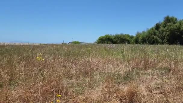 Hierba Alta Campo Flores Amarillas Frente Muelle Playa Ventura — Vídeo de stock
