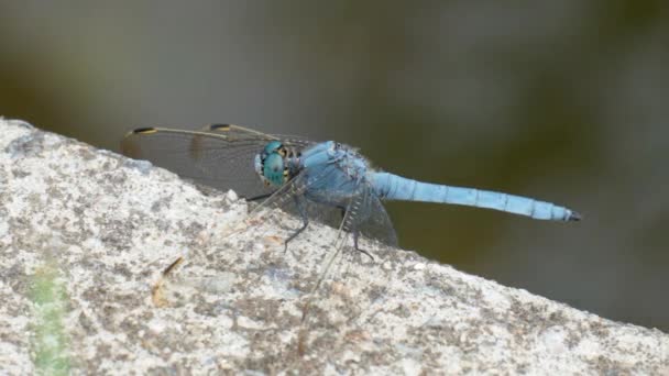 Blue Dragonfly Perched Concrete Macro — Vídeo de Stock