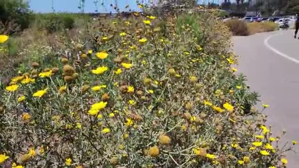 Gele Bloemen Langs Het Fietspad Met Fietsers Ventura Strand — Stockvideo