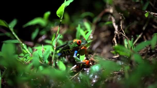 Rana Arborícola Ojos Rojos Agalychnis Callidryas Selva Tropical Natural Contaminada — Vídeo de stock