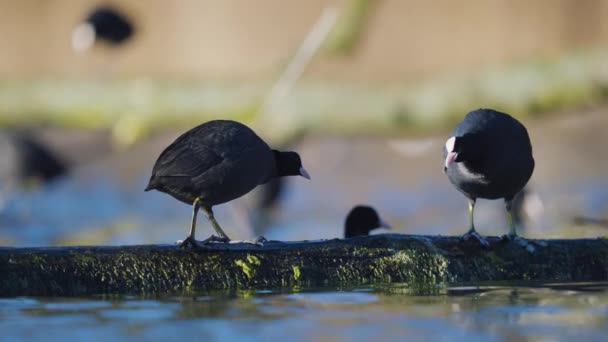 Twee Coots Een Boomstam Een Wordt Weggejaagd Door Andere Meer — Stockvideo