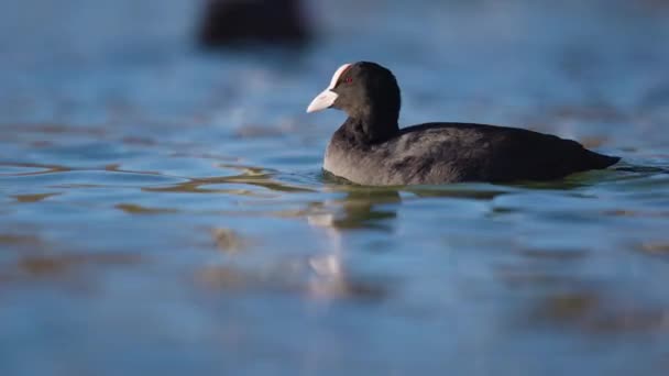 Beautiful Eurasian Coot Peacefully Swimming While Stretching Its Wings Close — Stock Video