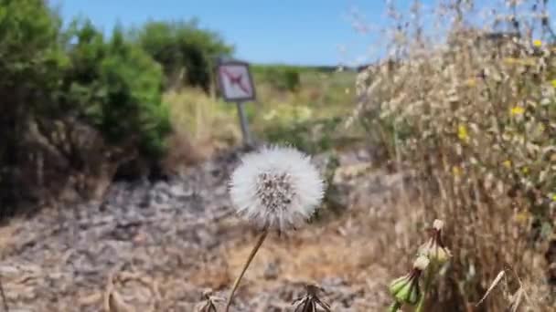 Fluffy Furry Dandelion Seeds Being Blown Wind Ventura Beach — Stock Video