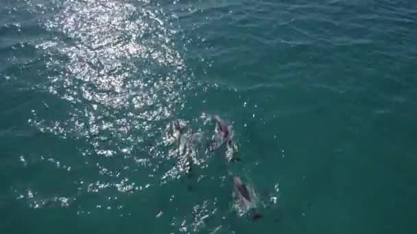 Pod Bottlenose Dolphins Swimming Sea Fingal Beach New South Wales — Vídeo de stock