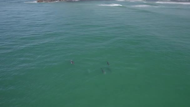 Нижня Лінза Dolphin Pod Блакитному Морі Tursiops Truncatus Tasman Sea — стокове відео