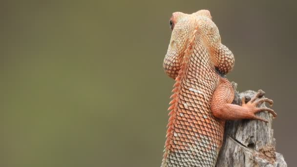 Lizard Tree Waiting Pry — Stock Video